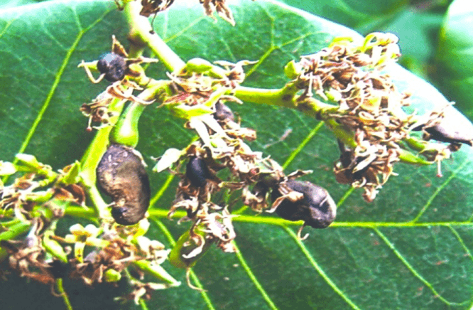 Phòng trừ bệnh thán thư cho hại điều