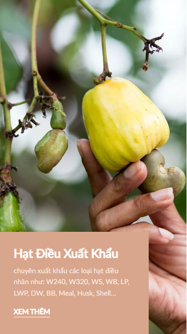 Hạt Điều Đông Nam Bộ