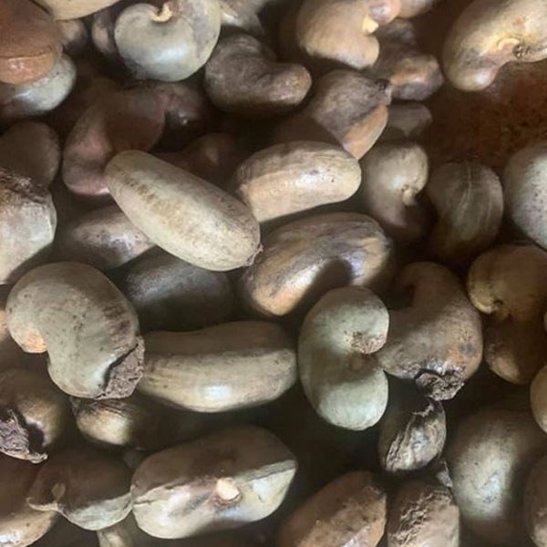 Hạt Điều Thô Campuchia (Đã phơi khô) size 49-52 nuts count : 170-190 - 70KG/1KG