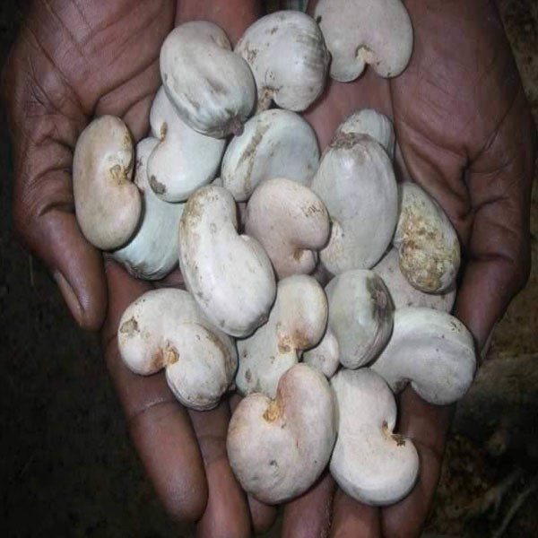 Hạt điều thô Guinea-Bissau (Đã phơi khô ) 49-50 nuts count : 170-190 : 1950 $/ tấn