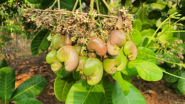 Hướng Dẫn Cách Chọn Hạt Điều Ngon Có Chất Lượng Cao