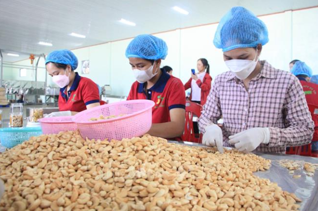 Ngành điều Việt Nam hướng tới giữ vững đà tăng trưởng sau năm kỷ lục