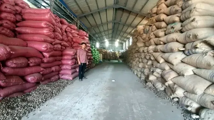 Ngành điều Việt Nam muốn thu về hơn 5 tỉ USD, vì sao doanh nghiệp vẫn đau đầu với giá điều thô nhập khẩu?