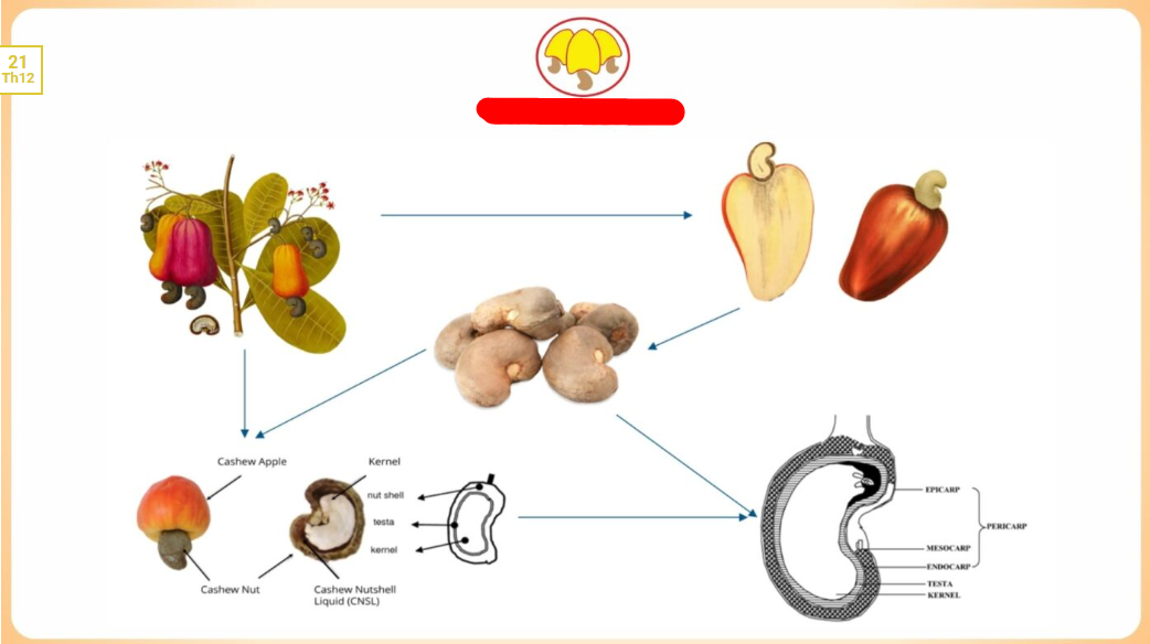 Hành trình hồi sinh của vỏ và bã hạt điều