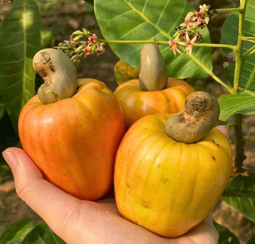 Trái điều là gì?