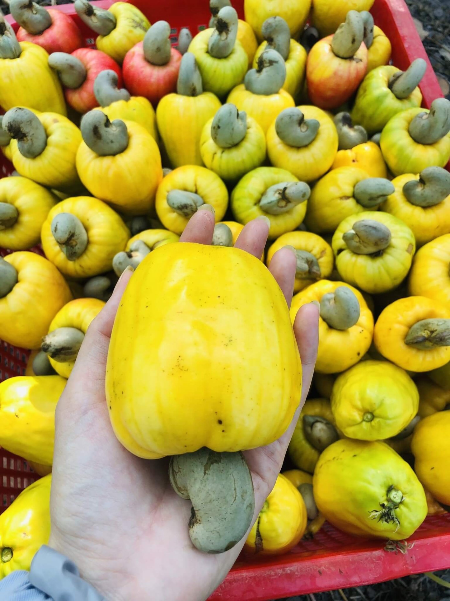 Hạt Điều Thô Tanzania